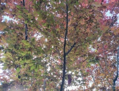 梁平的红叶李，是一种特别的风景