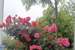 我爱梁平，新城玫瑰。