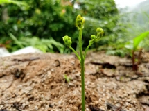 雨季来临菌子慢慢生长，带大家看看云南瑞丽野生菌