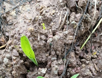 刻在中国人基因里的种菜情结