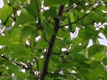 大河坝公园里的杏子还没熟咋就没剩下几个啰？风吹掉了还是人为摘了？