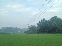 观绿色稻田