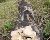 这是啥菌菇，山上桐仔树上长的，有人认识吗