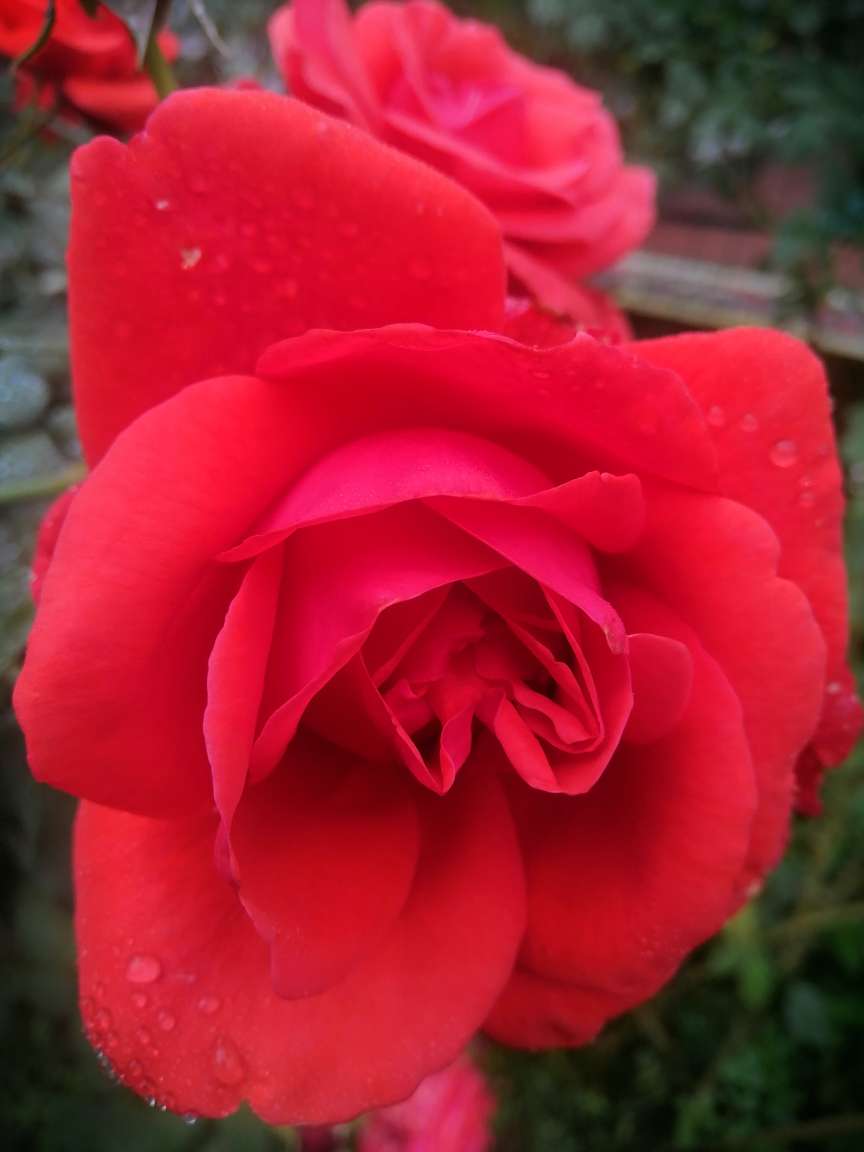 月季花盛开，蔷薇的颜色，玫瑰的态度