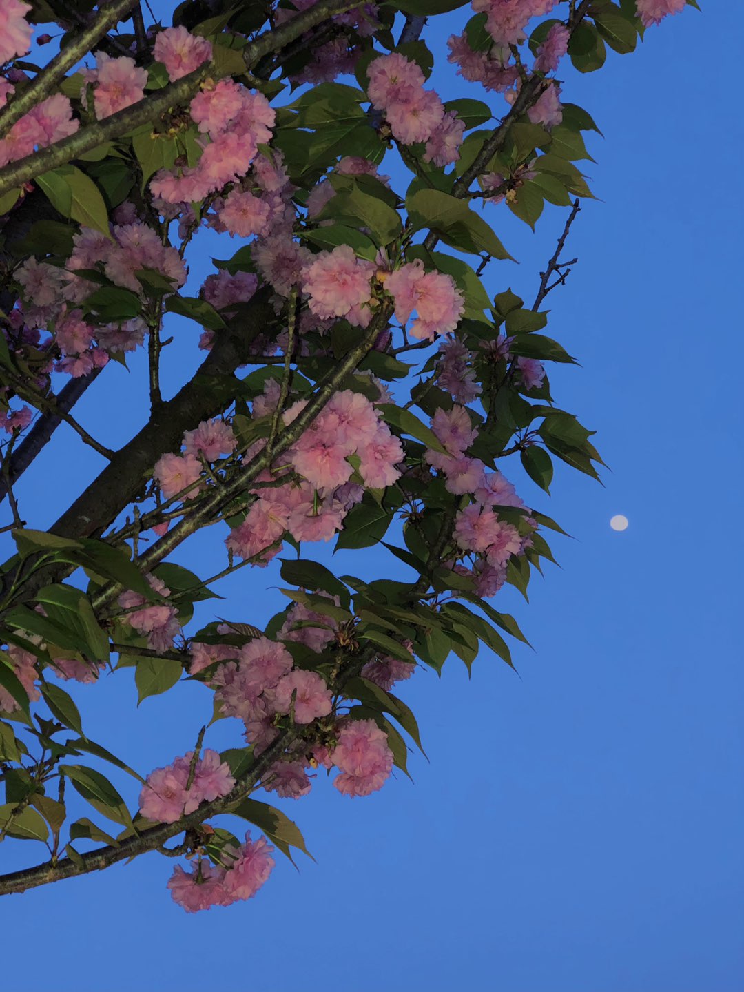 双桂湖，夜晚的樱花树，春天的影像诗……