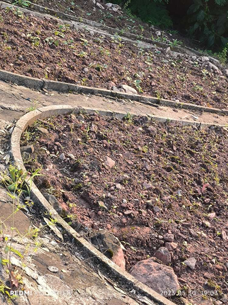 桂东大桥向鸣钟寺道路外护坡，被一些"爱劳动"的人挖来种菜了
