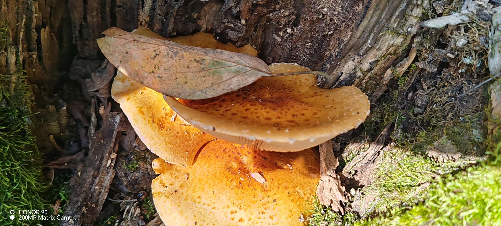 大自然的奇妙，长在杜仲树兜上面的蘑菇你见过吗？能吃吗?