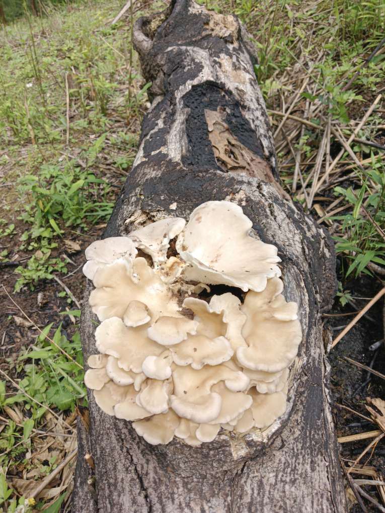 这是啥菌菇，山上桐仔树上长的，有人认识吗