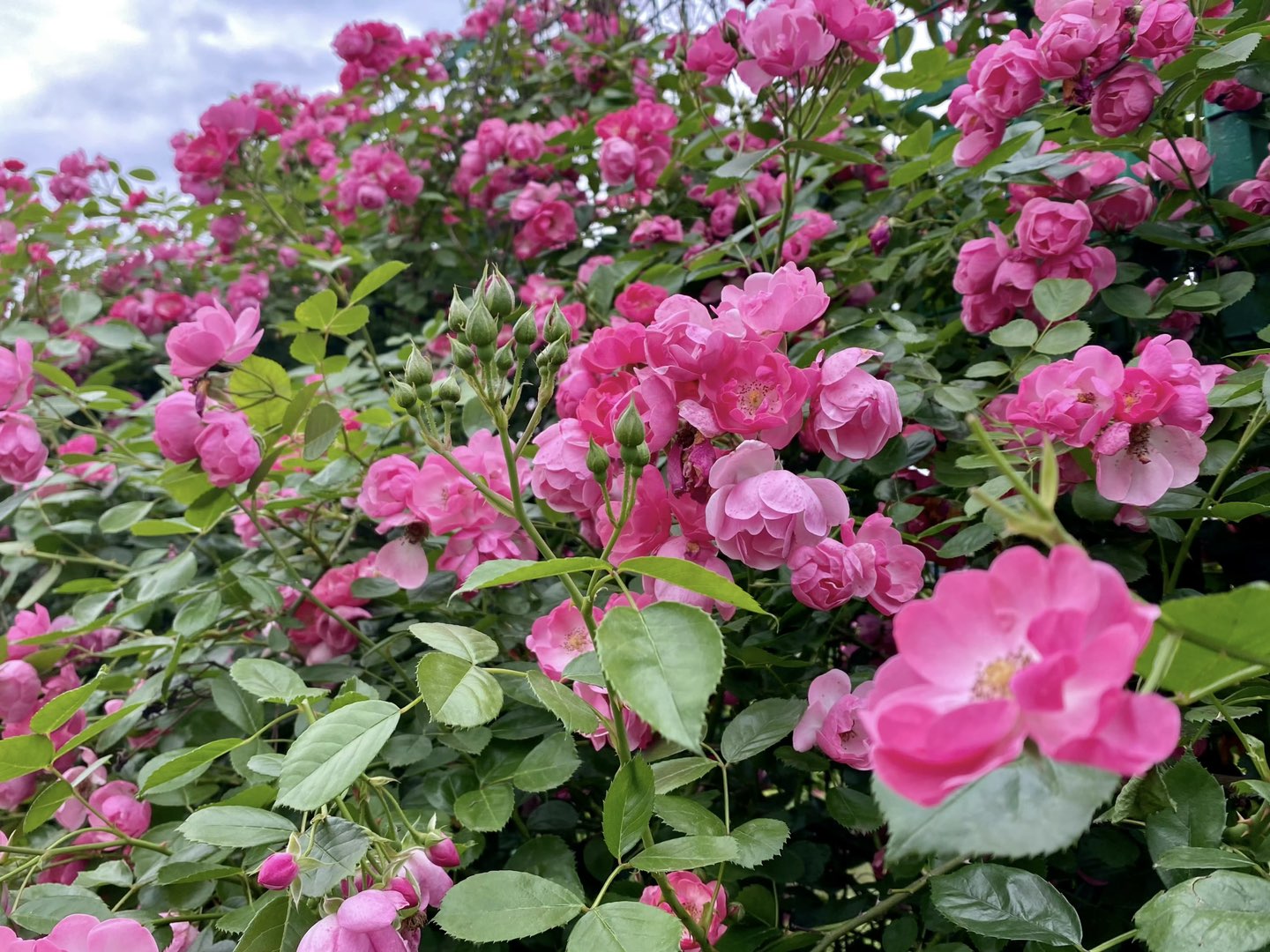 梁平机场路的蔷薇花花海，你们去打卡了？