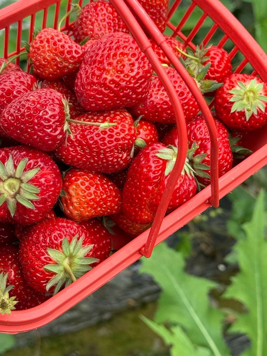 又到了摘草莓的季节了～～