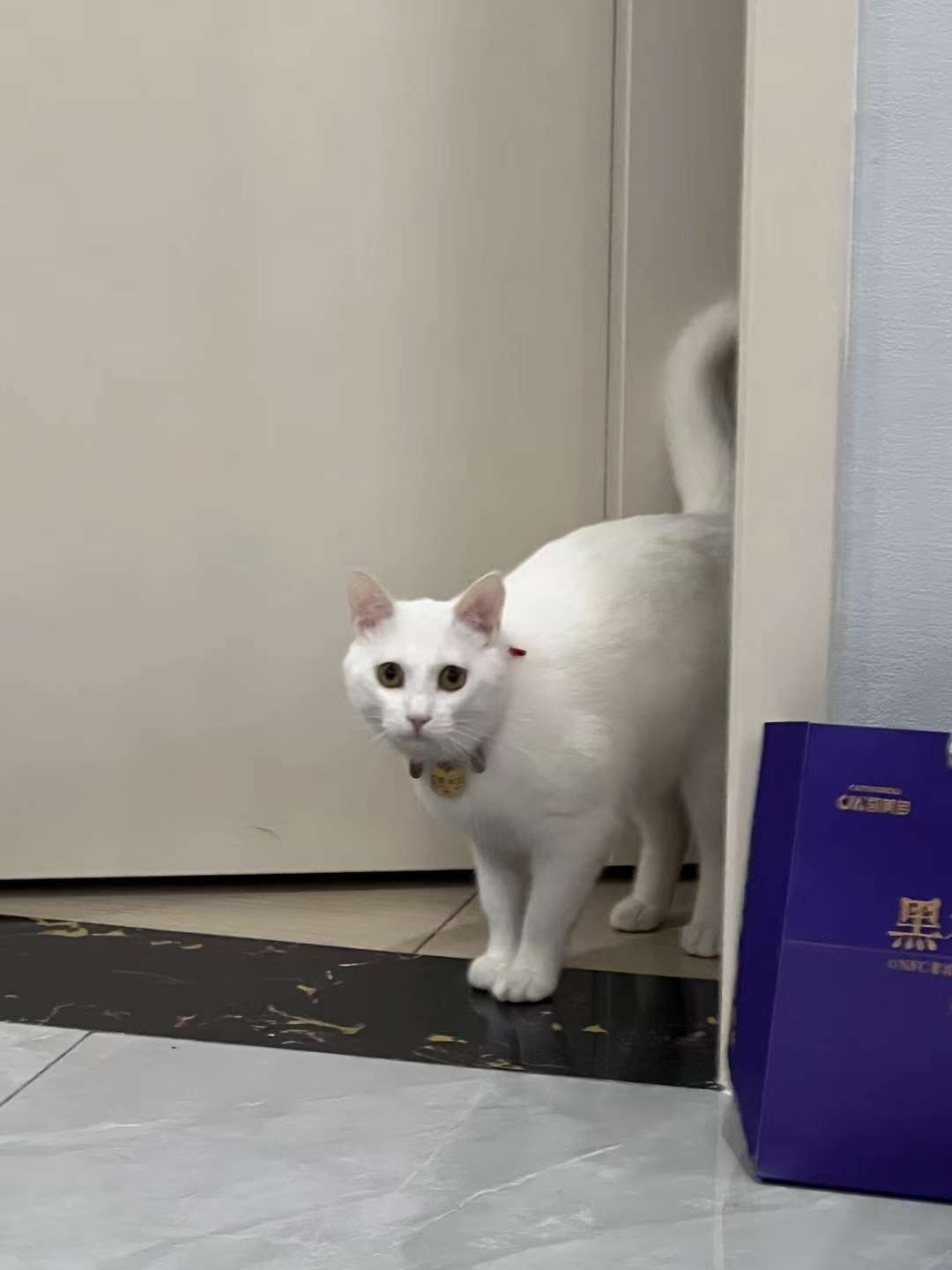 1000元寻猫明珠上海城附近寻纯白猫一只