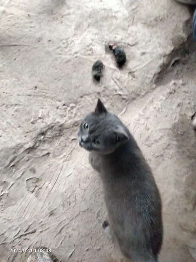 会抓苍蝇蚊子老鼠，现在又开始抓鸟！这样的蓝猫还可以养吗？