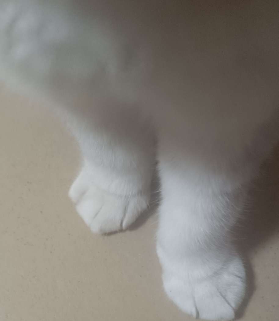 猫猫脚真的好可爱