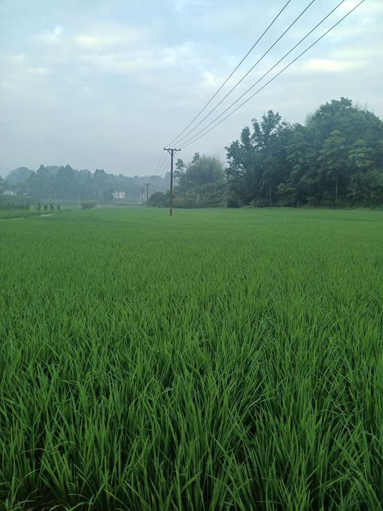 观绿色稻田