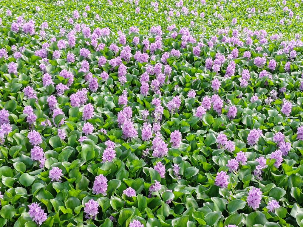 初夏时节，姹紫嫣红，清波漾漾处欣赏粉红的荷花固然惬意，水葫芦花，粉紫色花朵簇拥盛开，清新淡雅，点缀夏日的宁静。