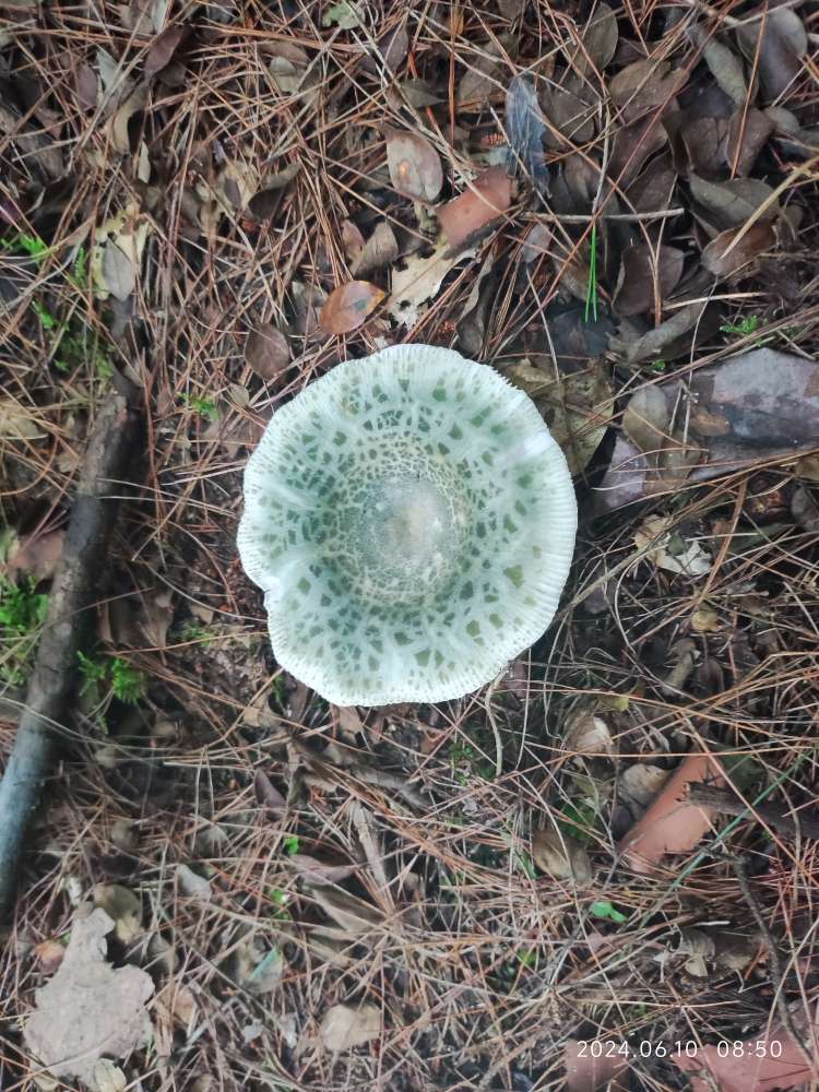 这是什么菌？有人吃过吗？