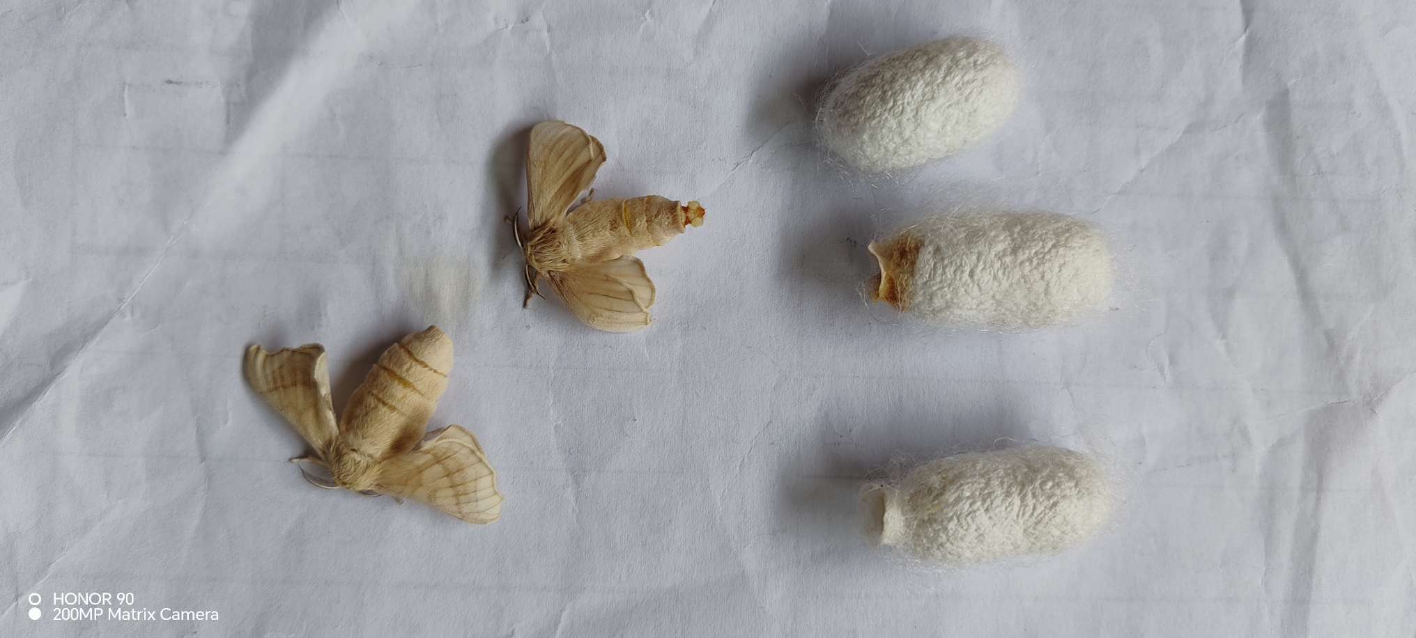 家中养的宠物蚕已经变成蛾子了，并且下了不少的蛋。