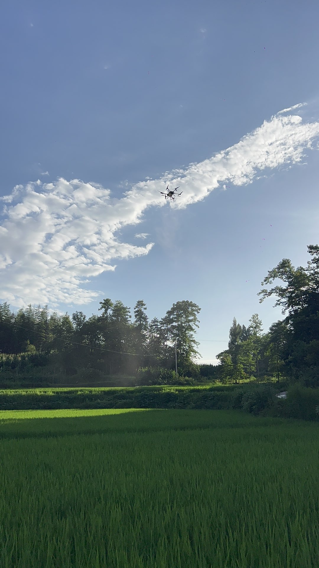 今天，滑石寨偶遇大型无人机为稻田喷洒农药