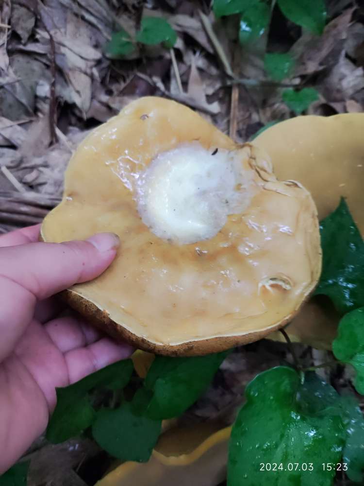 梁平也有这种超级大的野生蘑菇，不晓得可以吃不？
