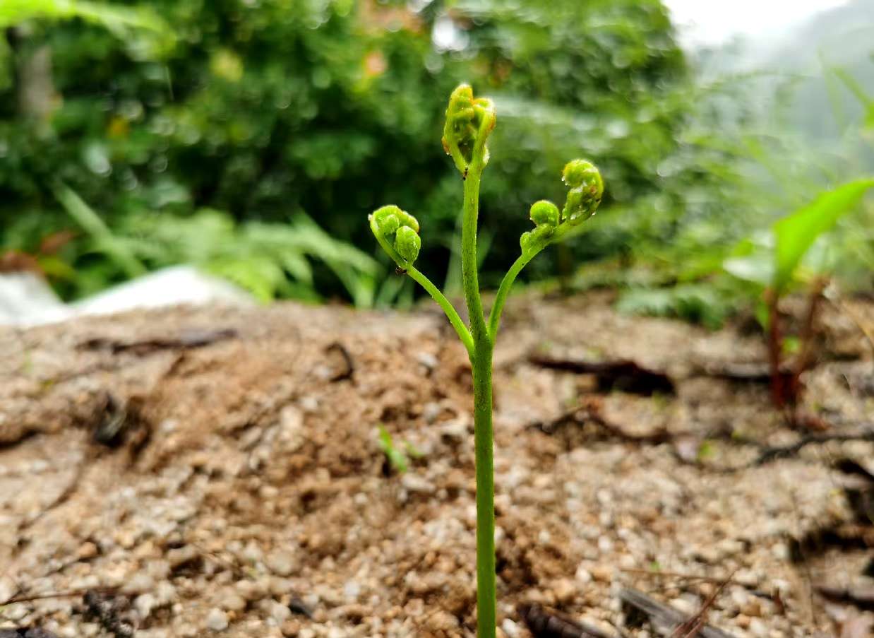 雨季来临菌子慢慢生长，带大家看看云南瑞丽野生菌