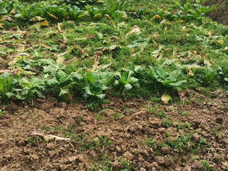 看了某些梁平人偷菜的真实照片,你想说什么吗?