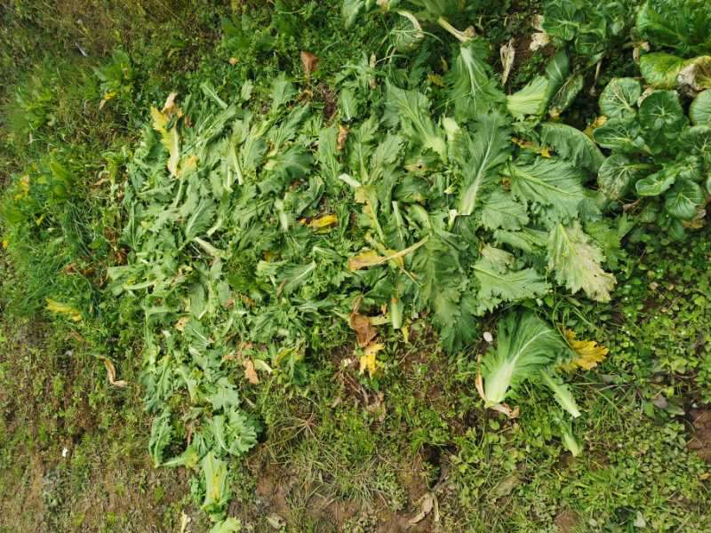 看了某些梁平人偷菜的真实照片,你想说什么吗?