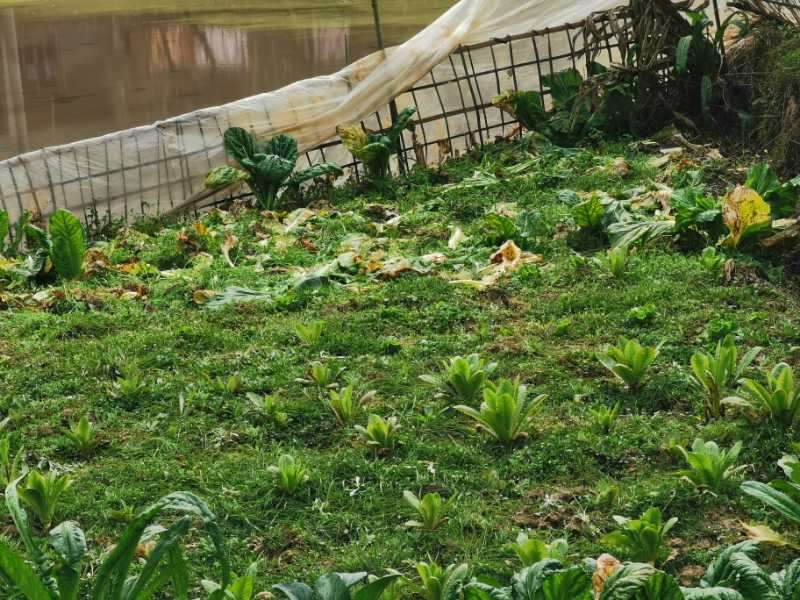 看了某些梁平人偷菜的真实照片,你想说什么吗?