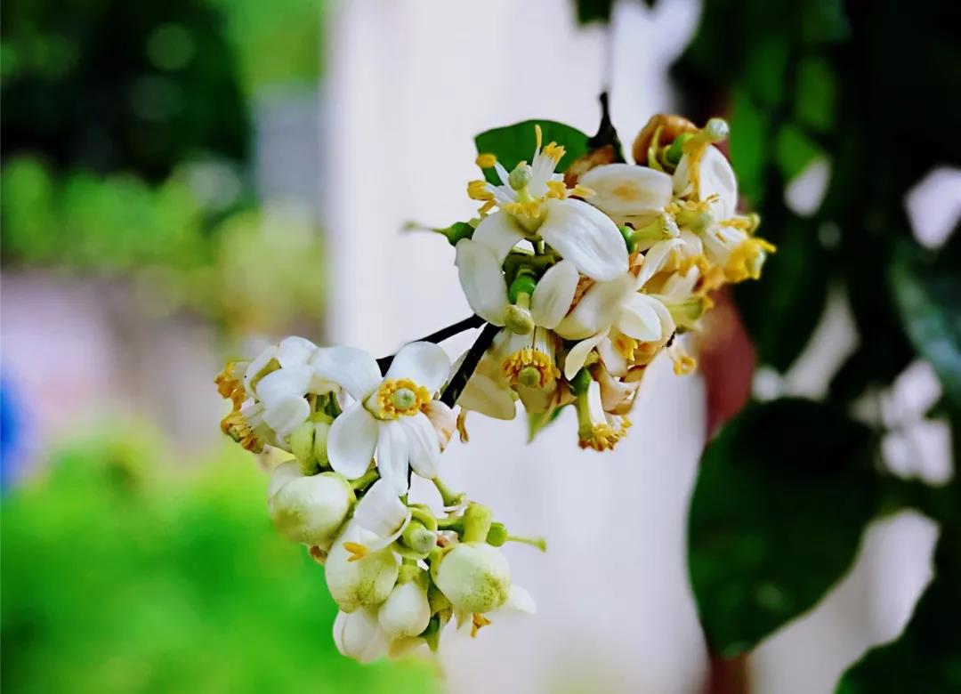 春归田园,柚见花开!重庆·梁平第八届柚花节4月3日启幕 .