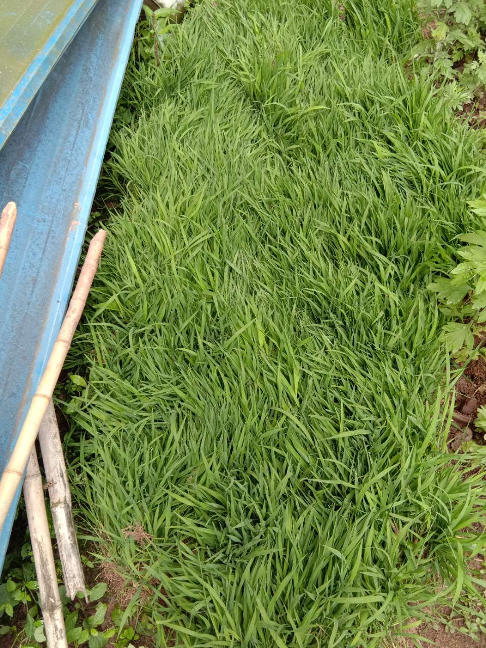 剩下一斤谷子的秧苗丢掉太可惜,有需要的吗?