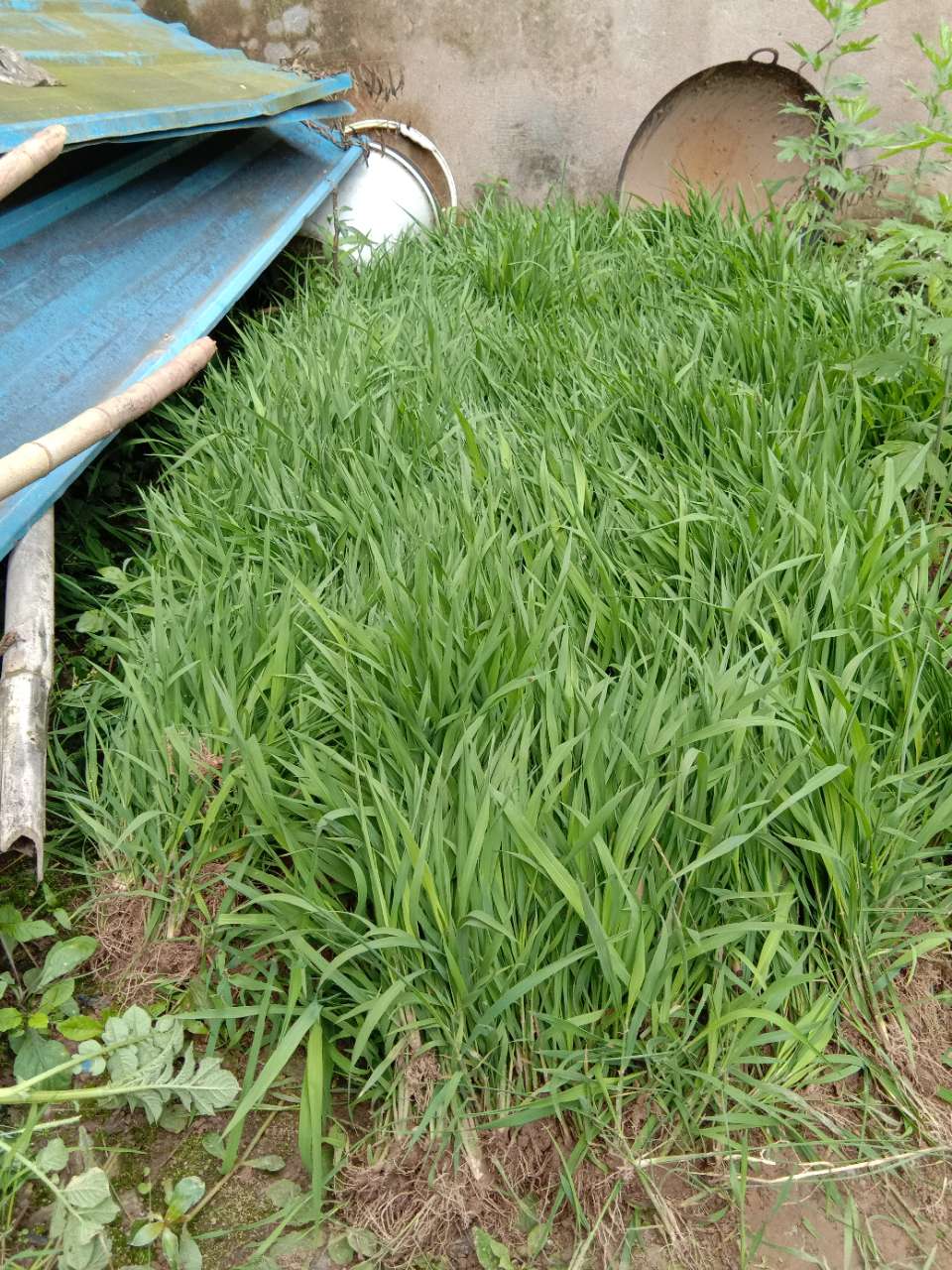 剩下一斤谷子的秧苗丢掉太可惜,有需要的吗?