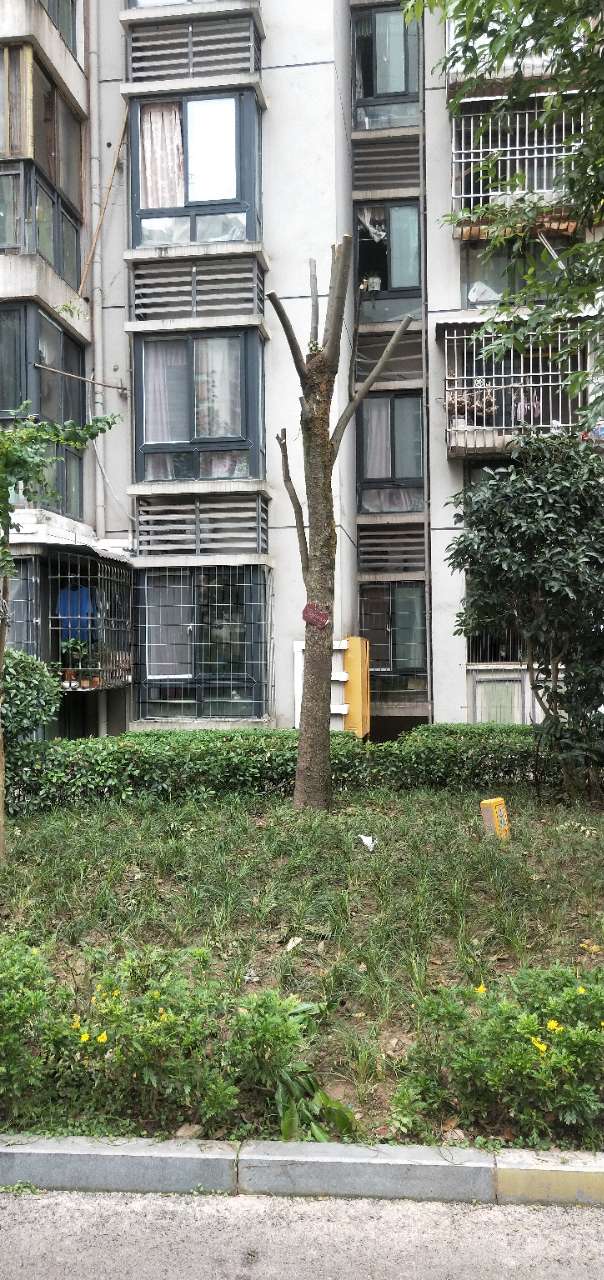 梁平学府雅苑新风貌好好的树都被剃了个光头