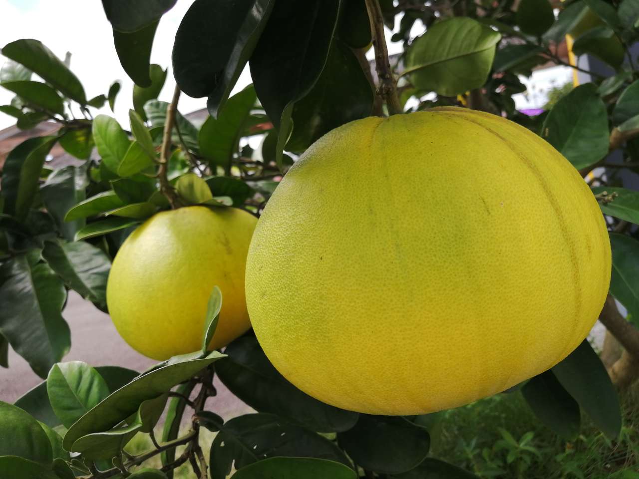 梁平柚子又将是丰收的一年,真正成熟还要两个月左右吧?
