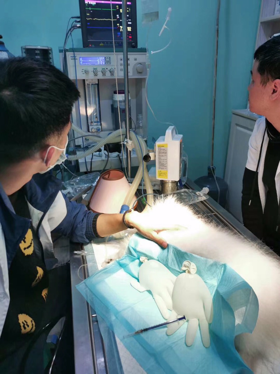 爱犬在梁平小尾巴宠物店洗牙时死在手术室,店家推卸责任