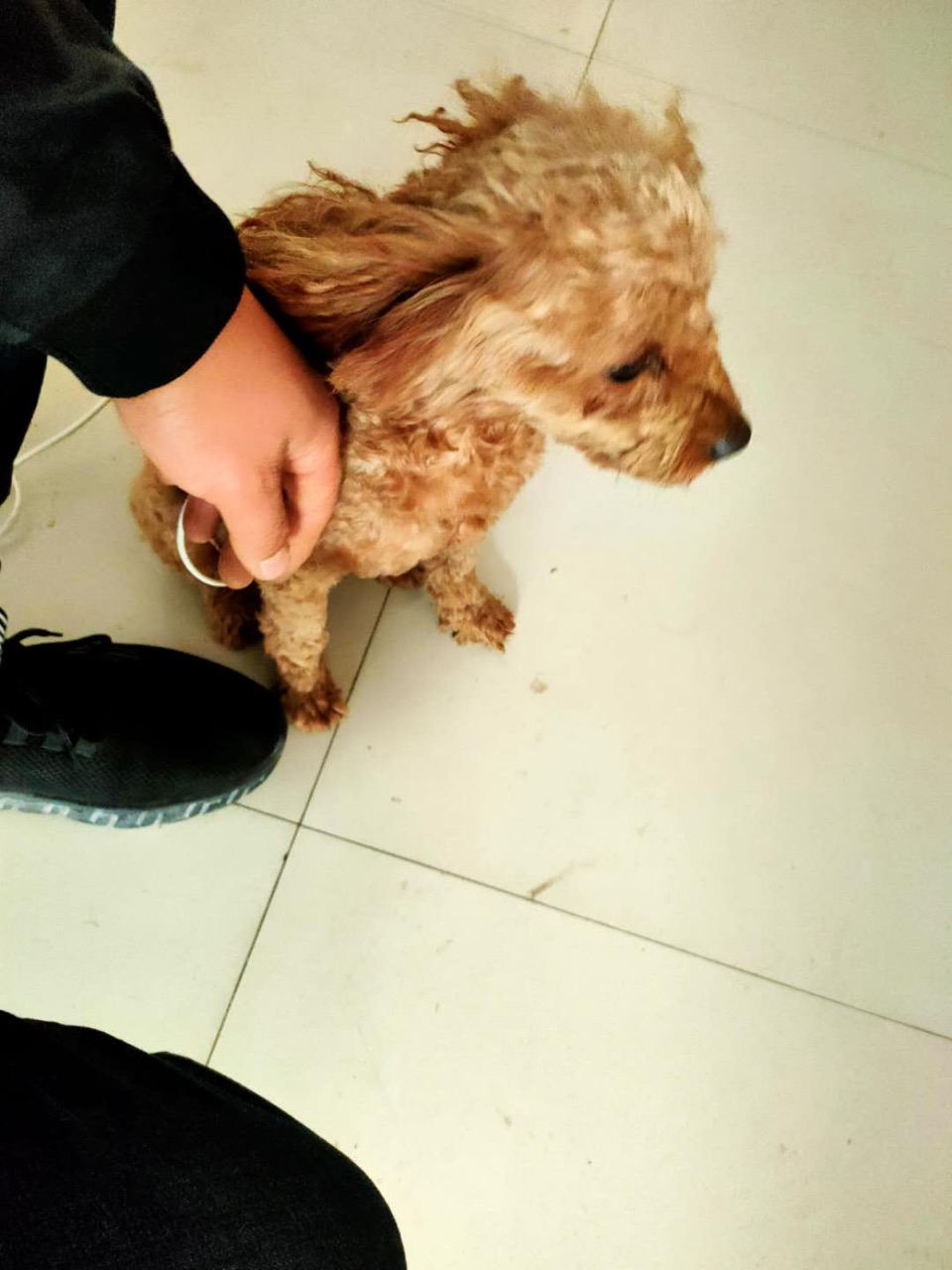 谁家丢了黄毛泰迪名豪广场捡到的,速来领!