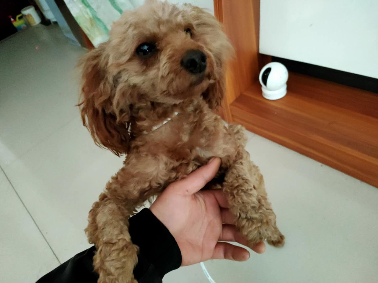 谁家丢了黄毛泰迪名豪广场捡到的,速来领!