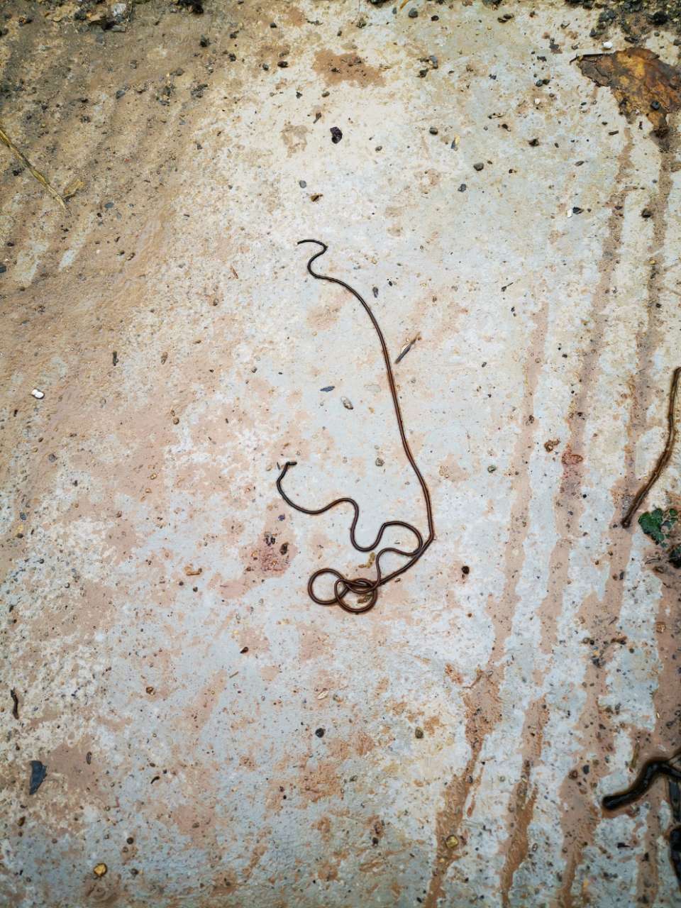 大家都来看看,梁平惊现很多怪虫……