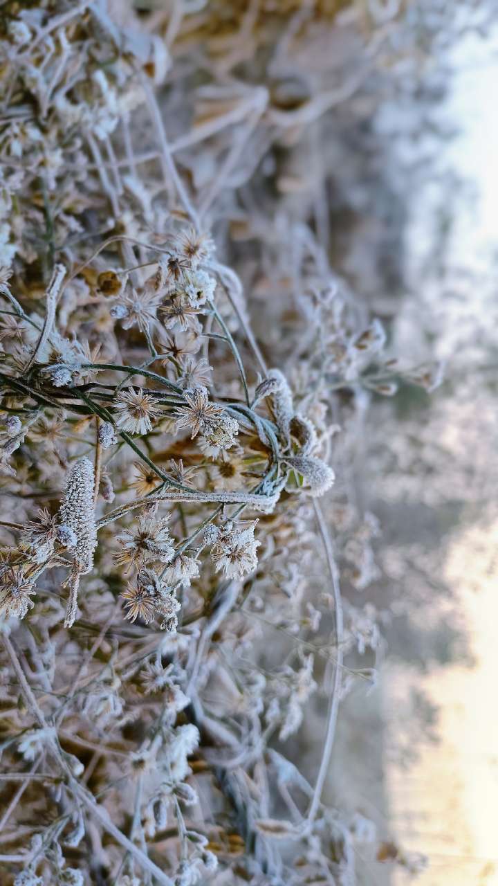 这两天梁平的霜白茫茫一片给我一种下雪的错觉