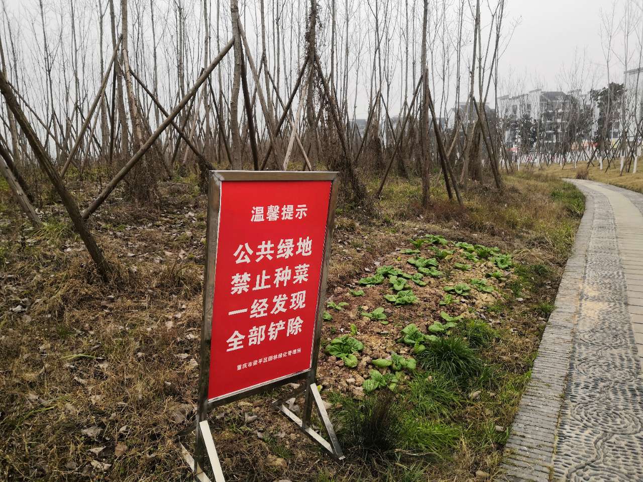 公共绿地不好?还需种菜充绿地?