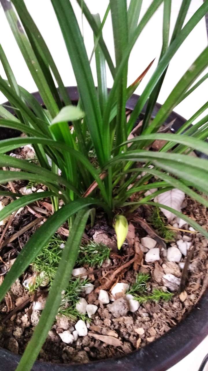 今年兰草开花又早又好,你家养的兰草开花了吗?