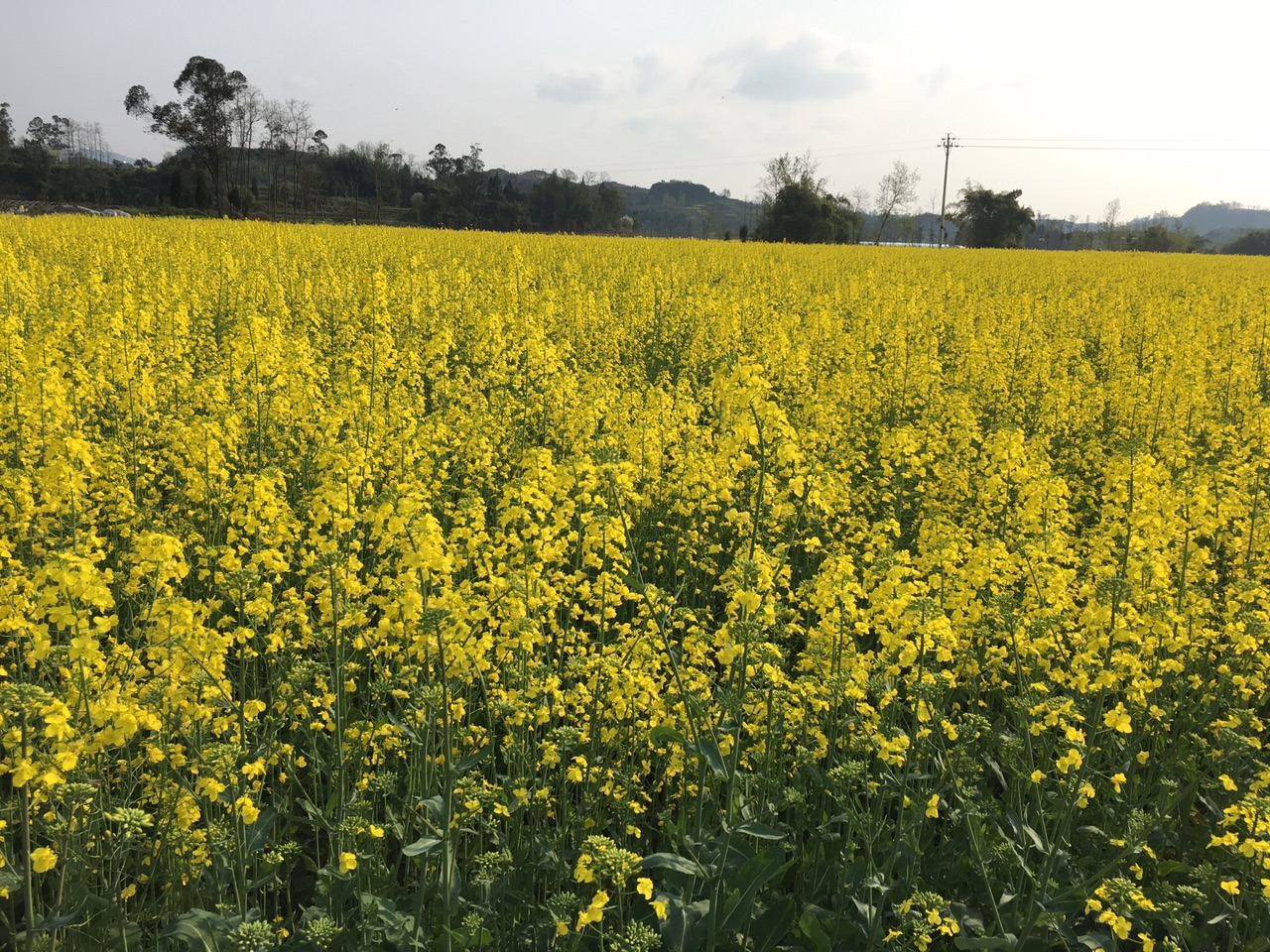 這一片油菜花太好看了,你知道這是哪裡嗎?