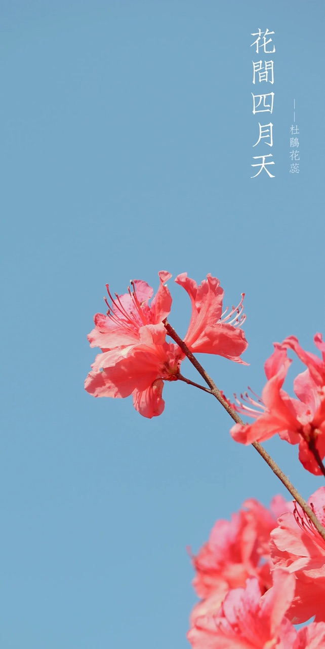 人间四月天～杜鹃红艳艳