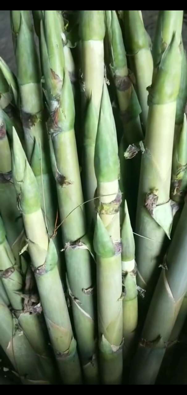 今年白夹竹笋子发得好好哟,不知好不好吃?