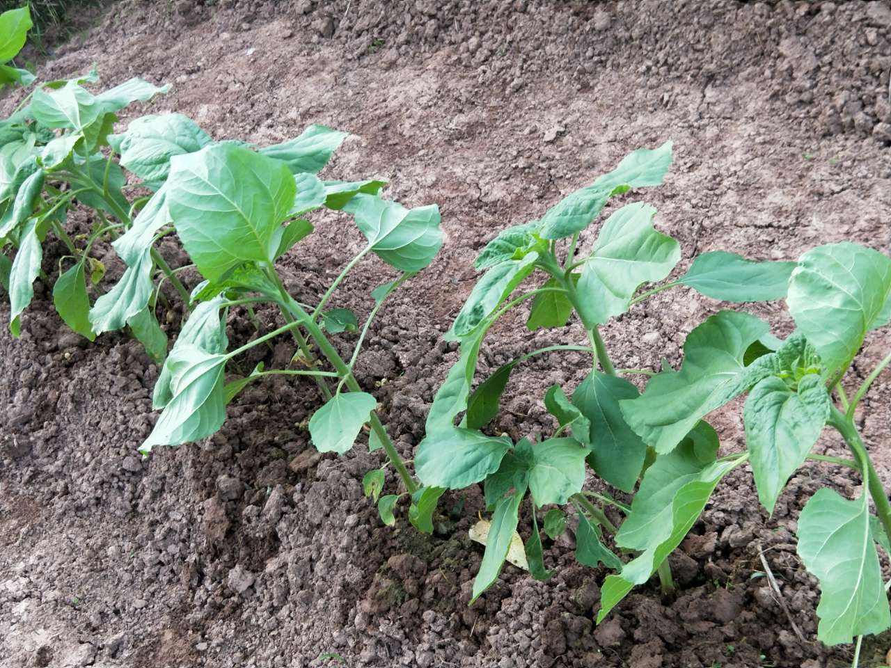 我种的几颗向日葵分享给大家,这是下午太阳要下山拍的,向日葵苗也向西