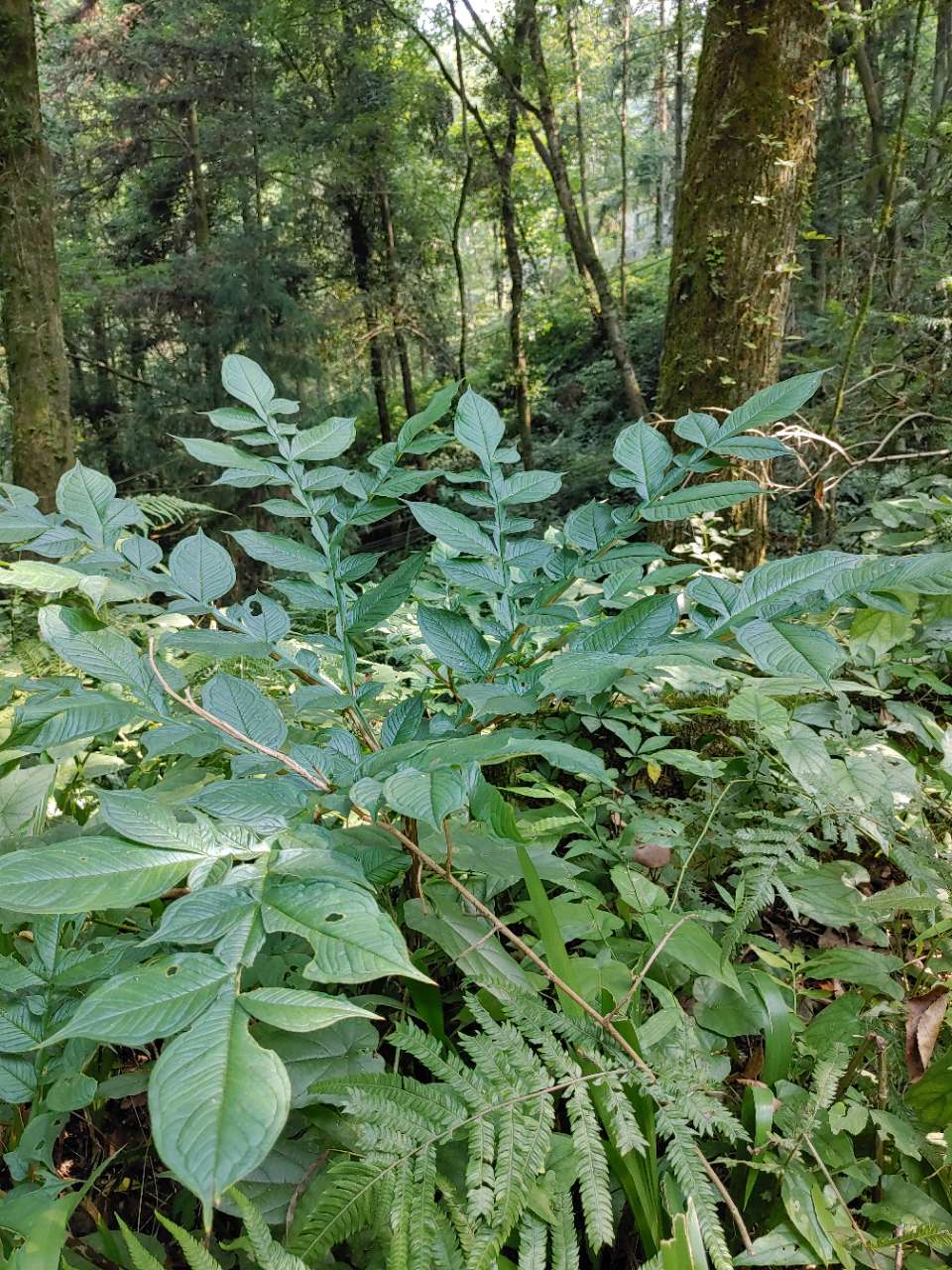 谁能告诉我,我在山里发现的这些野魔芋能吃吗?