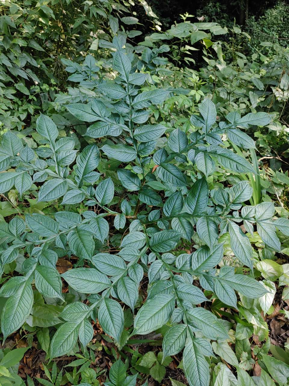 谁能告诉我,我在山里发现的这些野魔芋能吃吗?