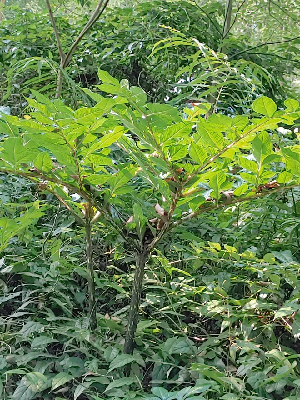 谁能告诉我,我在山里发现的这些野魔芋能吃吗?