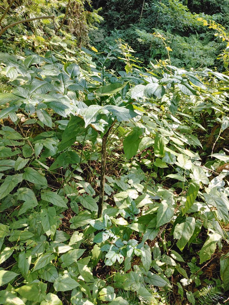 谁能告诉我,我在山里发现的这些野魔芋能吃吗?