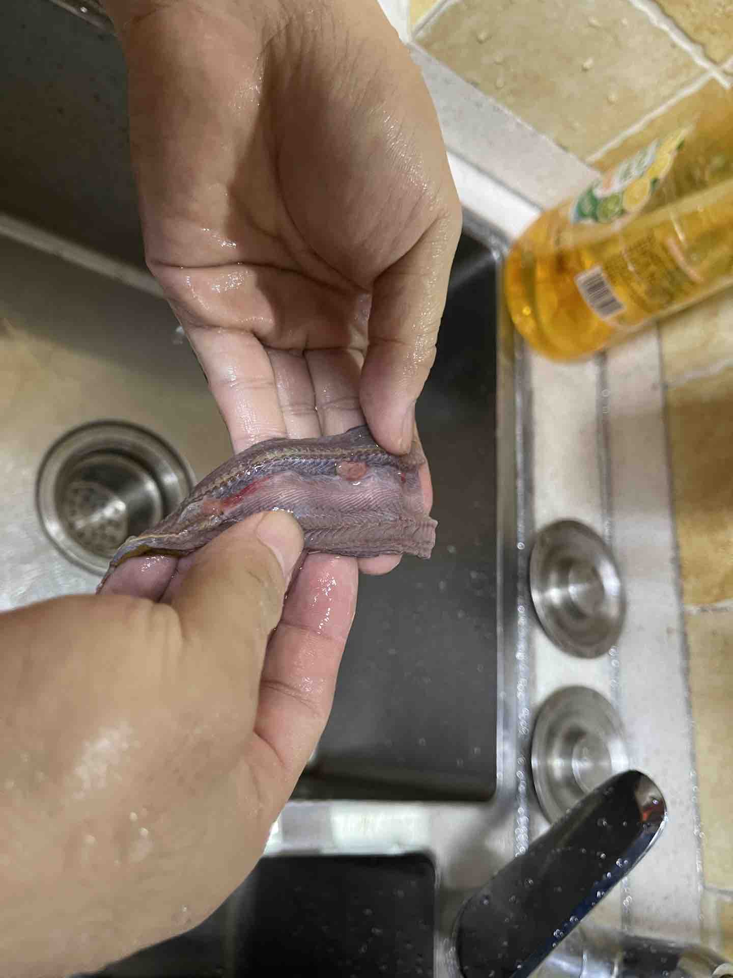 第一次看到黄鳝里面真的有大量的寄生虫!