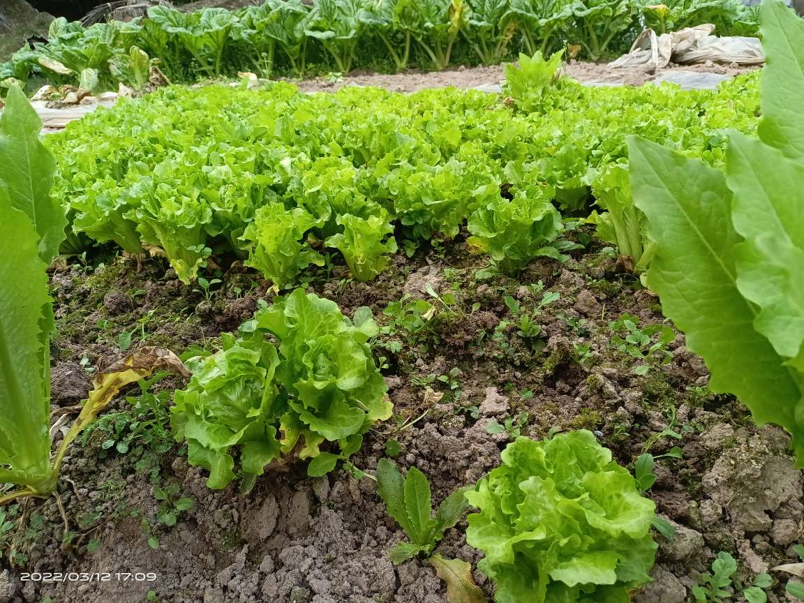 没得生活的压力,我已经搬到农村去,跟二舅一去种菜